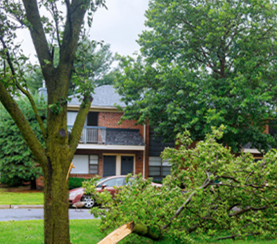 Fallen tree on property in the Harrisburg and Carlisle, PA area.