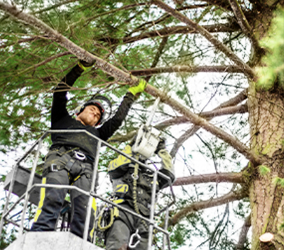 Worker completing tree removal service in the Harrisburg and Carlisle, PA area.